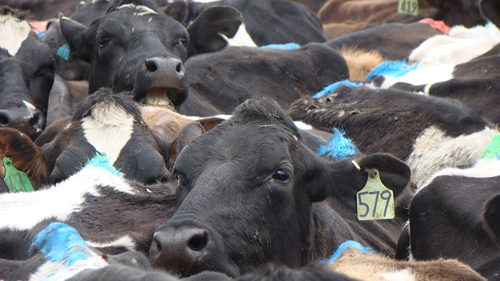 Cows Packed Tight