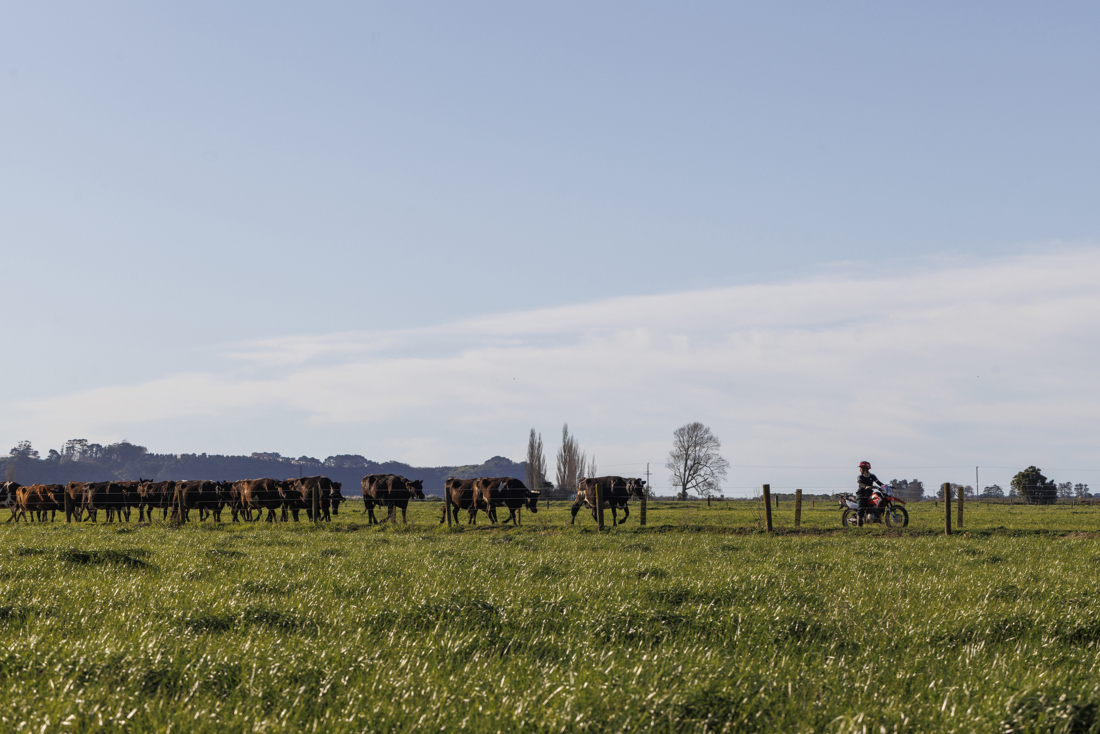 A group of cows in the field