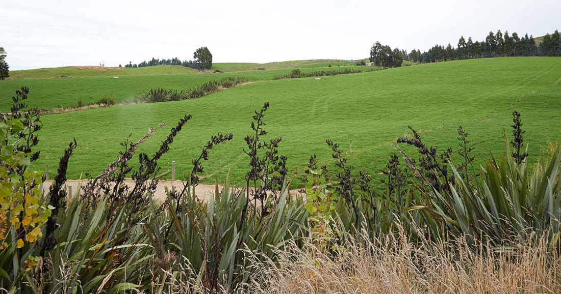 A bunch New Zealand flax plant
