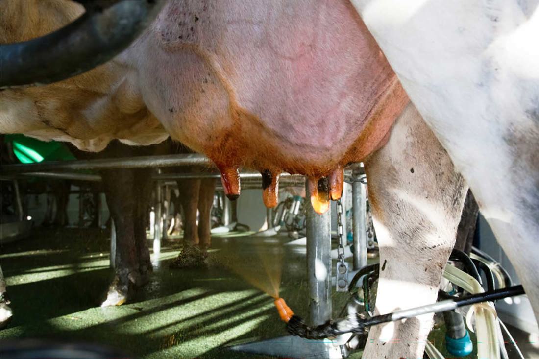 Spring Smarts Mastitis 1500X1000