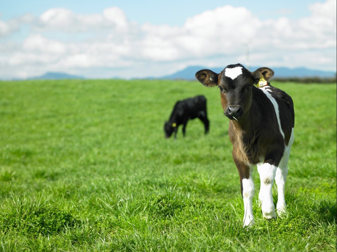 Rural Professionals Hub Veterinarians Incalf Image