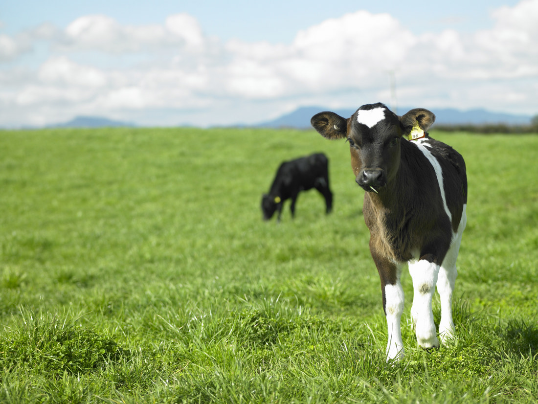 Calves