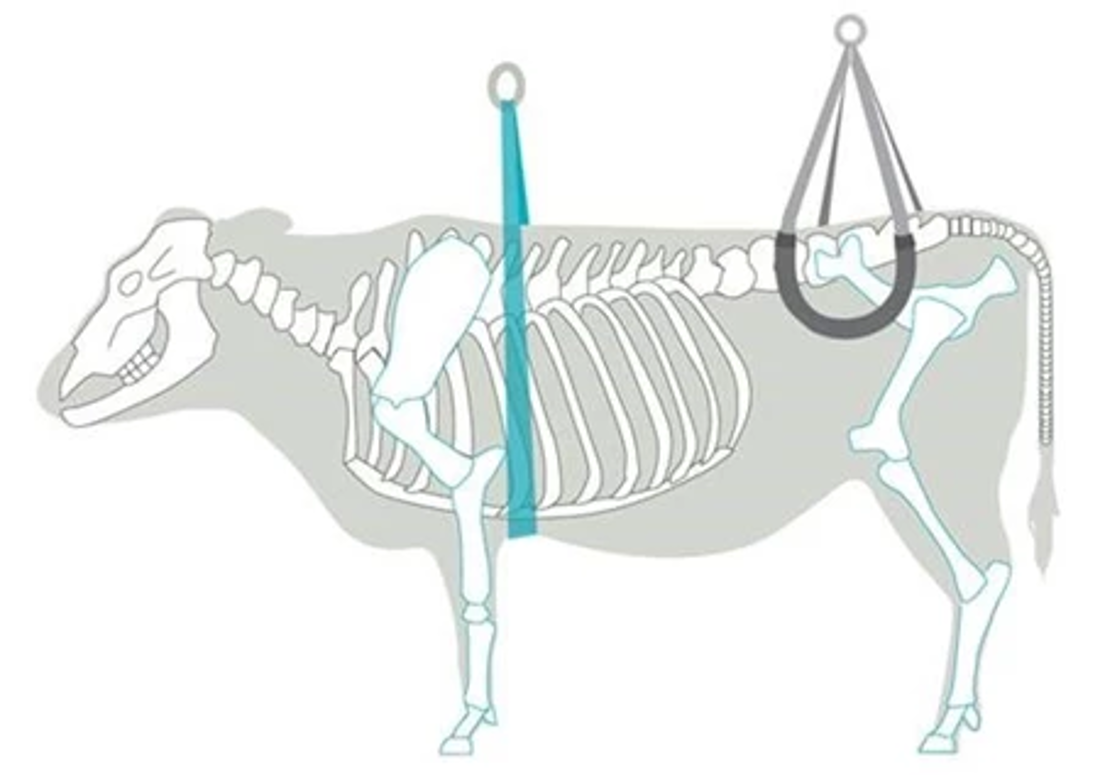 Correct Placement Of Hip Lifters And Brisket Strap
