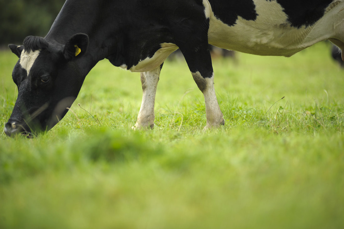 A closeup photo of a cow grazing on grass