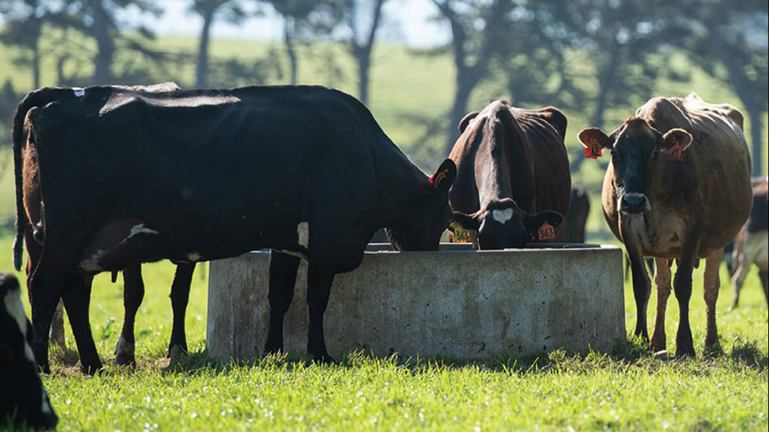 A group of cows drinking water in a well