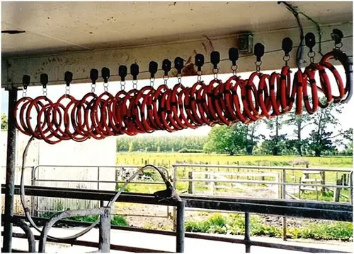 A coiled drench line in a New Zealand farm dairy.