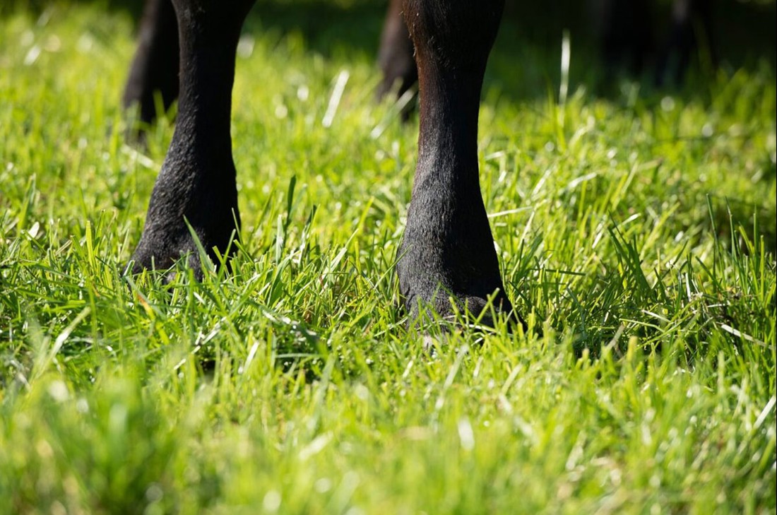 Rural Professionals Hub Environmental Advisor Optimise Pasture Image