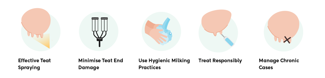Quick Tips Staph Aureus Mastitis V2