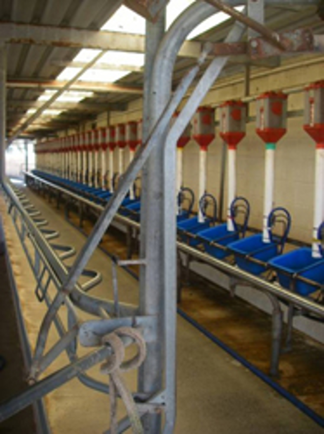 Modern dairy shed feeding system