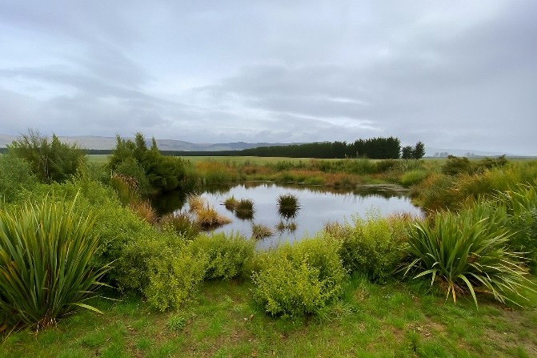 Jobs For Nature Wetland Development The Orr Pond Ai Impression 10 Years On Image