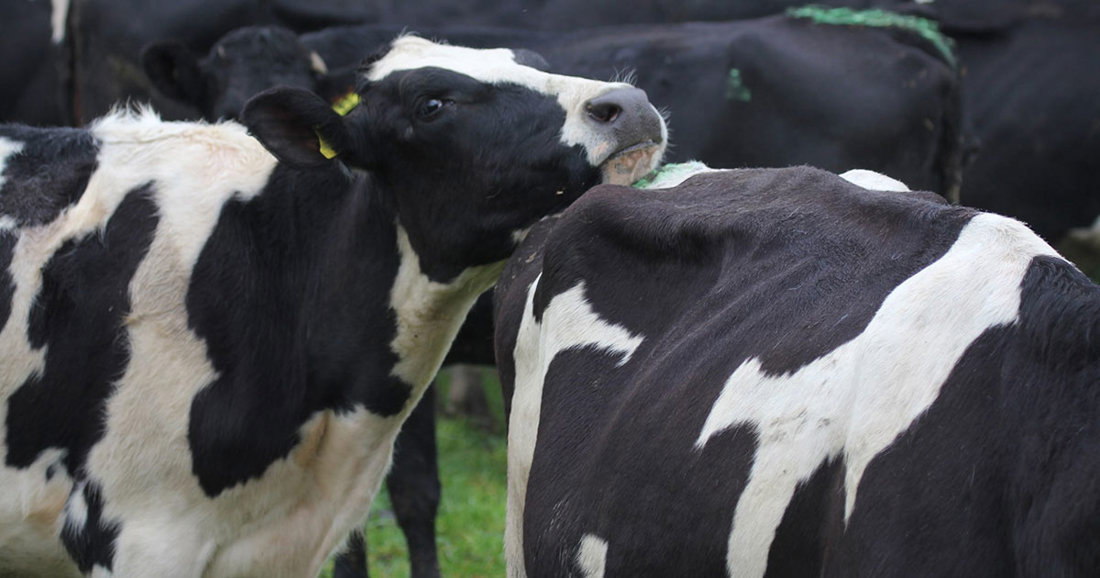 A cow leaning close to its companion from behind
