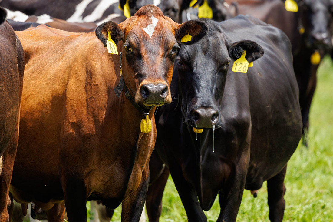 Inside Dairy Farmers Help Shape New Research Into Wearable Tech Listing Image