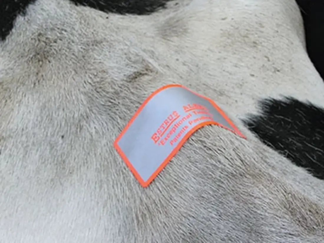 Scratchy Heat Detection 2