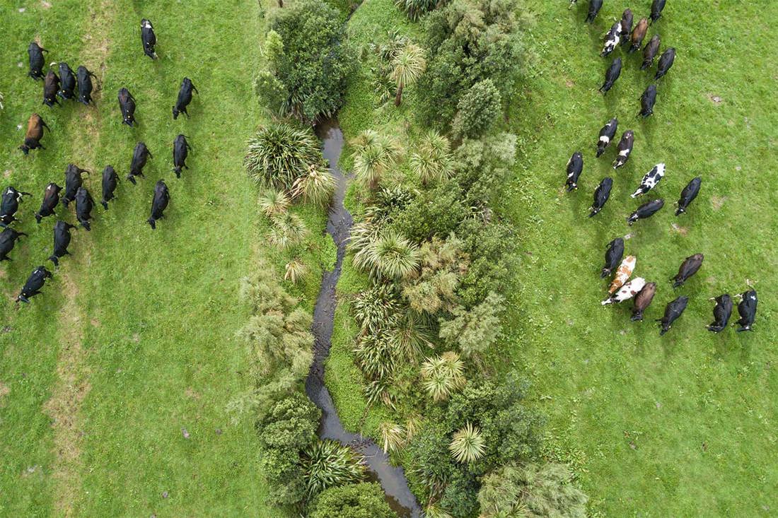 A waterway surrounded by native plants and fenced off from cows