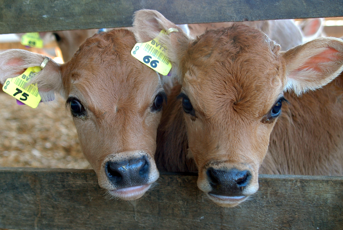 Two calves looking at the camera