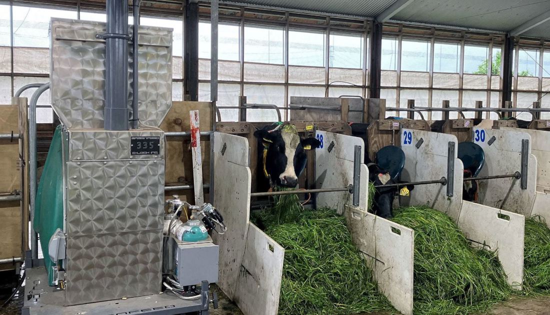 Inside Dairy Nov Jan 2025 Grazing Cows The Focus Of Irish Nz Study Calan Barn