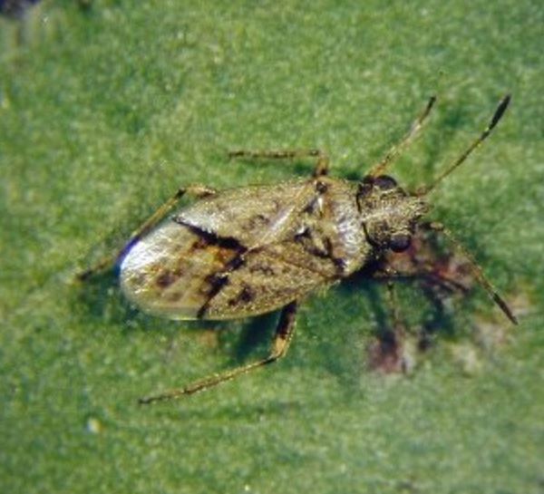 Adult nysius fly