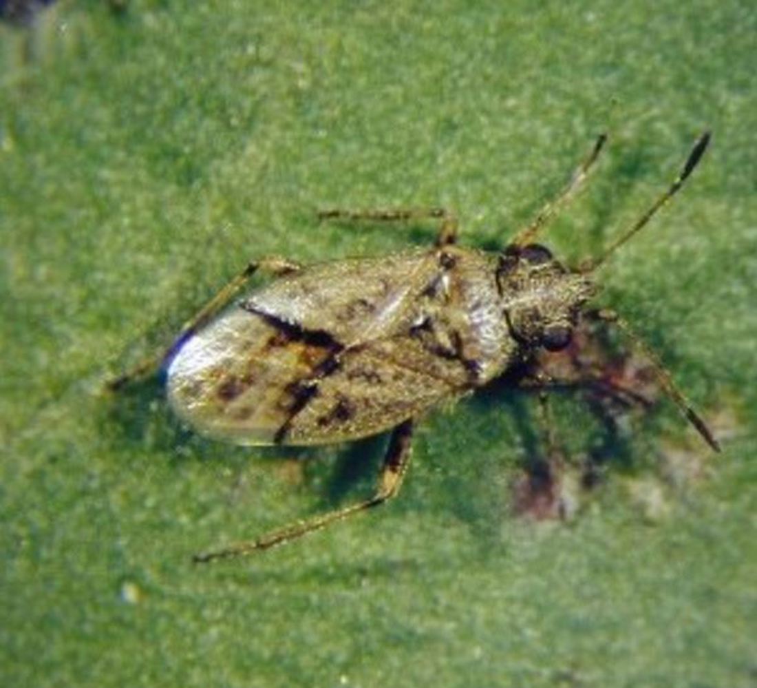 Adult Nysius Fly (1)