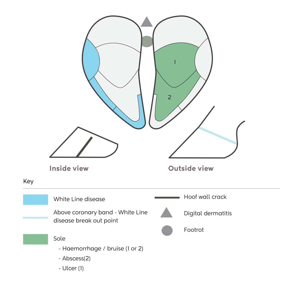 Lameness Types Infographic