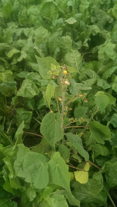 Velvetleaf Photo 2