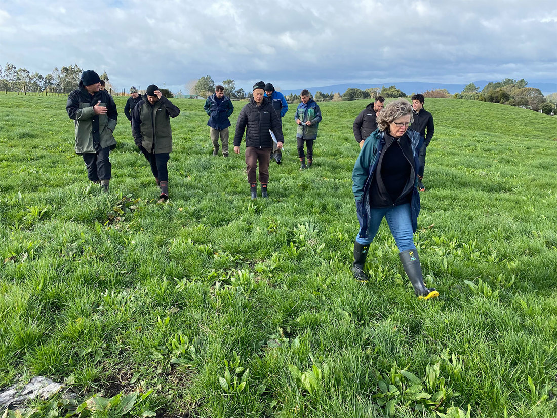 Plantain People Walking Across Field 1500X1125