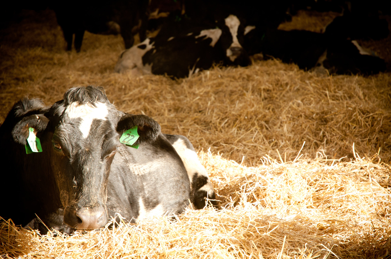 Down cows | DairyNZ
