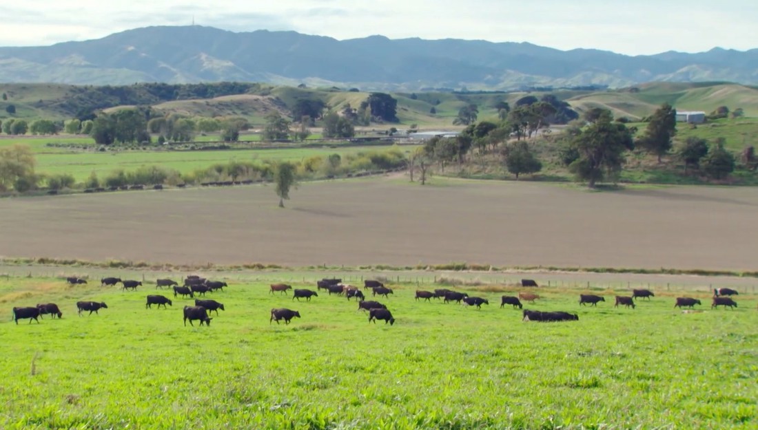 Massey Plantain Video Placeholder Image
