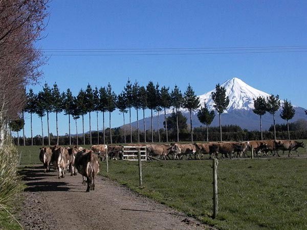 A herd of cattles