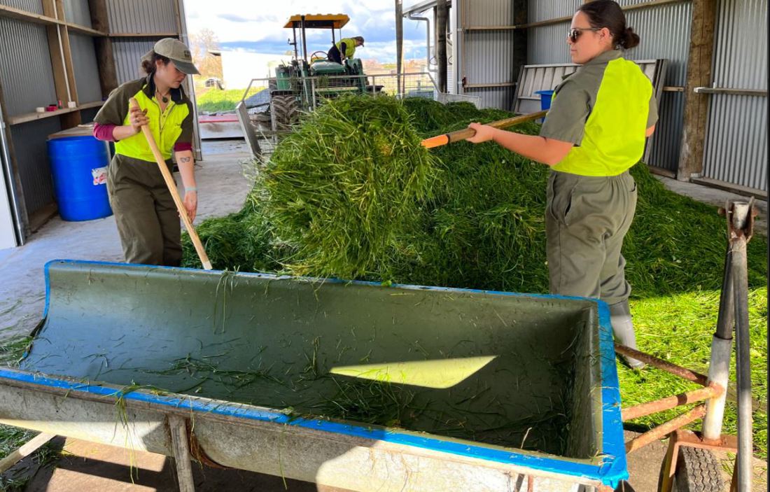 Inside Dairy Nov Jan 2025 Grazing Cows The Focus Of Irish Nz Study Preppring Feed