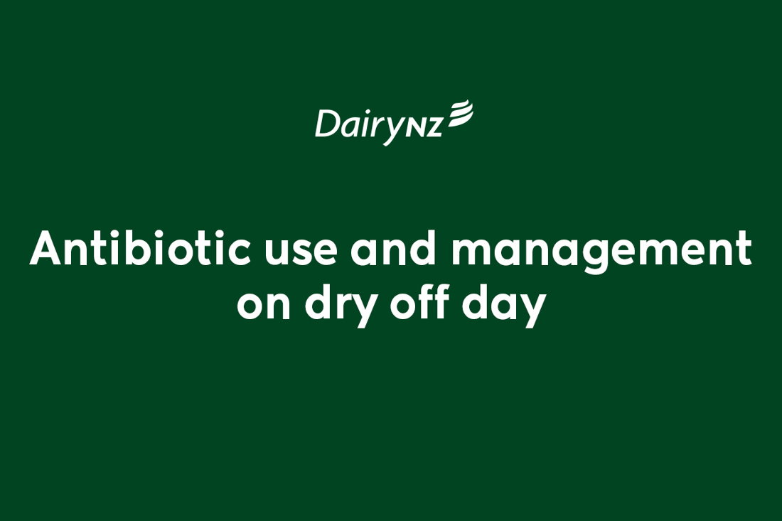 Antibiotic Use And Management On Dry Off Day