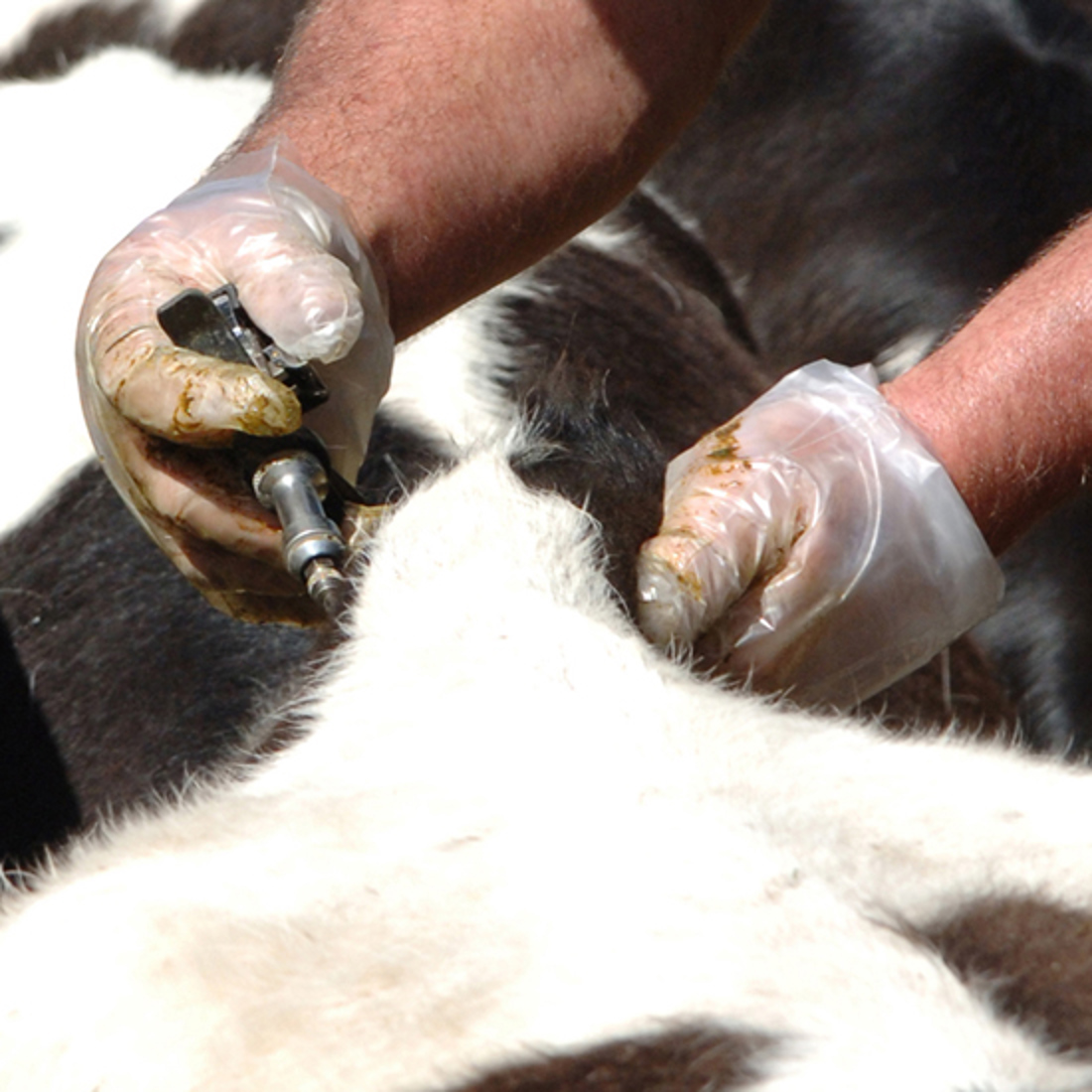 A tuberculosis (TB) testing