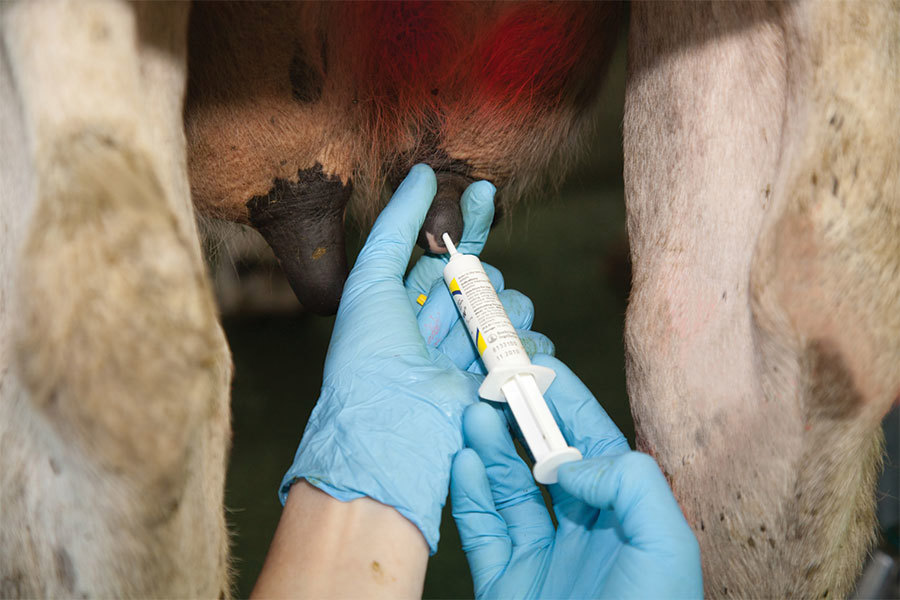 Mastitis Prevent Find Treat Image 6