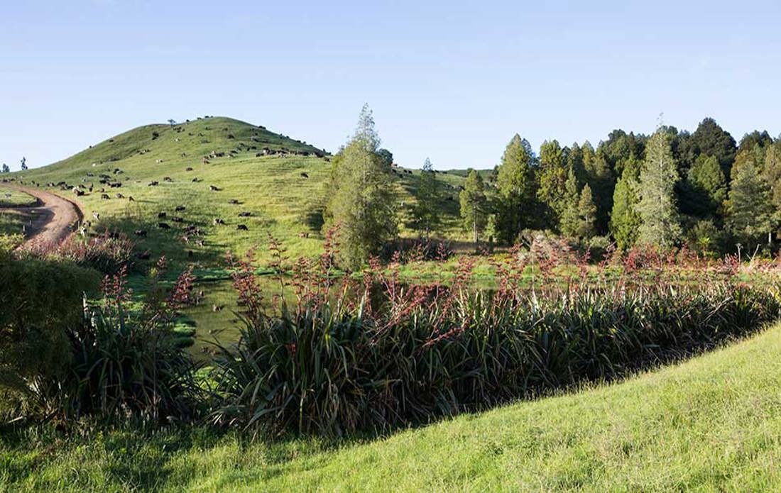 Dairy Farm Riparian Planting 950X600