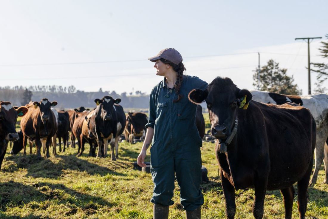 A dairy farmer observing a herd of cows in a paddock with one cow standing close to her