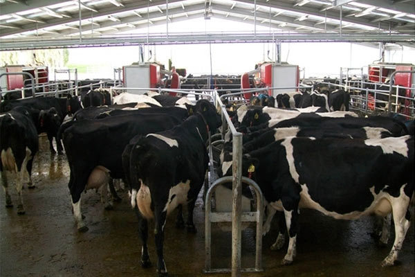 Overgaauw Dairy