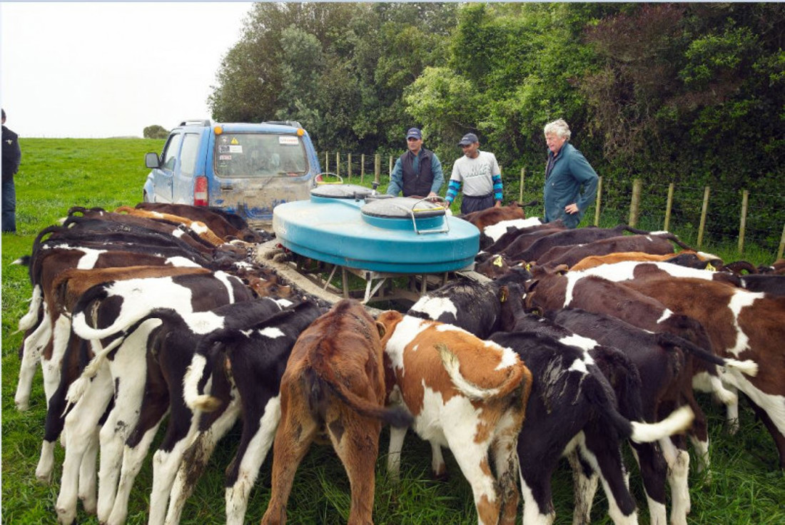 A group of cows around a machine