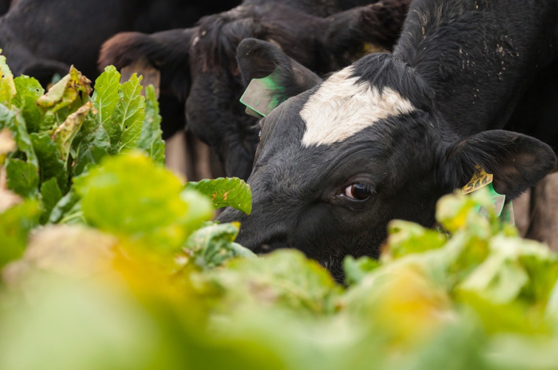 A close-up of a friesian dairy cow eating fodder beet in a paddock