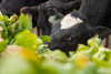 Cow eating greens