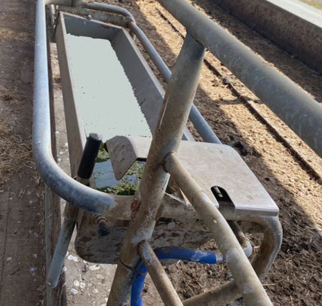 Off Paddock Investment Feeding Tipping Trough Accessed From Cross Over Bay In Freestall 1