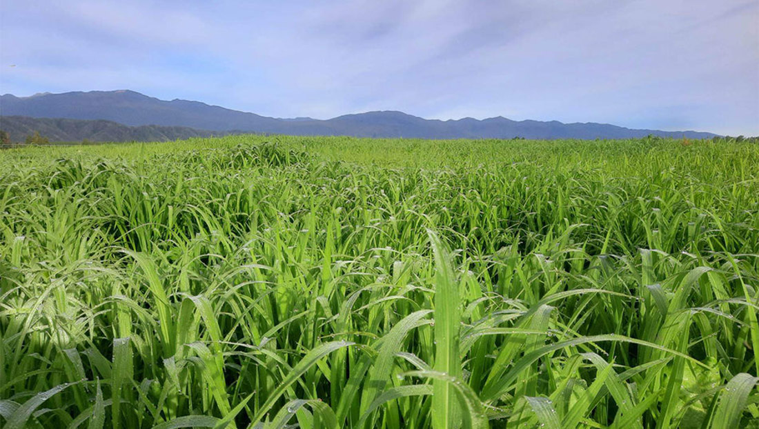 West Coast Summer Mixed Crop January 2023 1