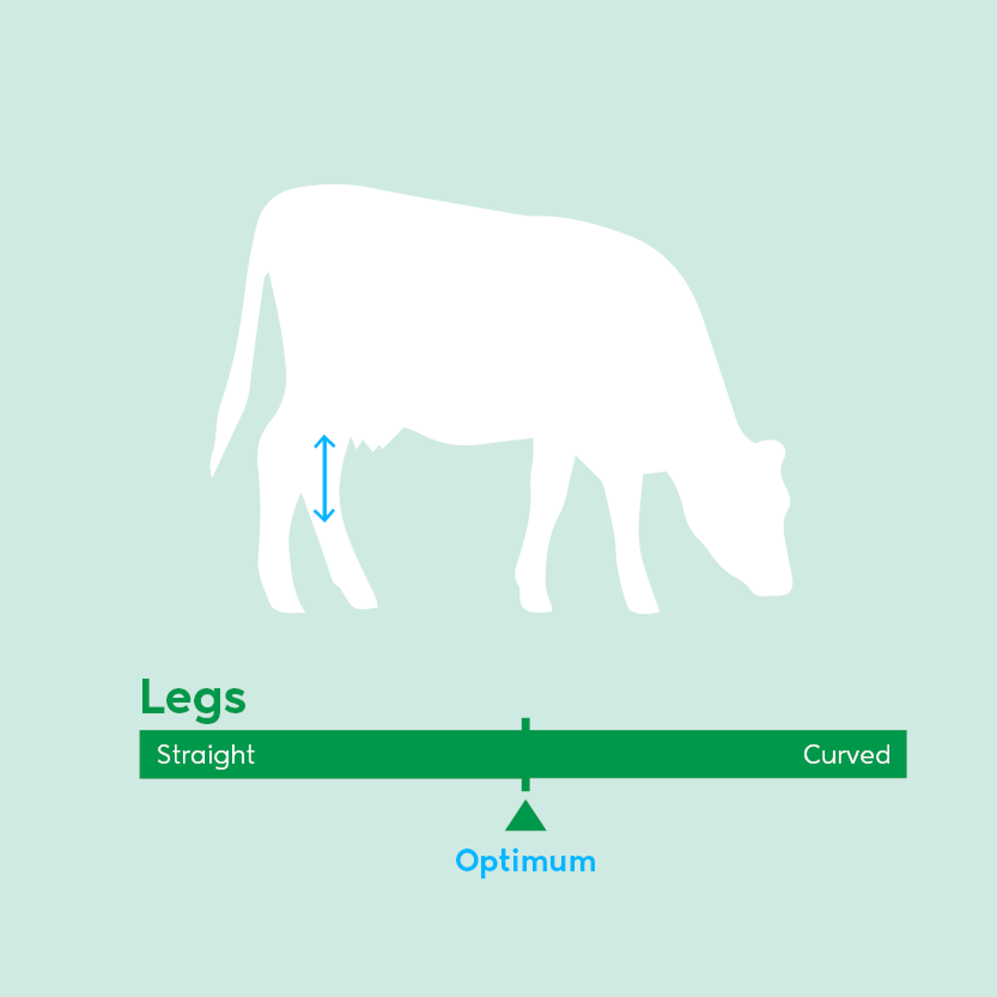Image showing ideal rear legs for dairy cow breeding values beyond milk production