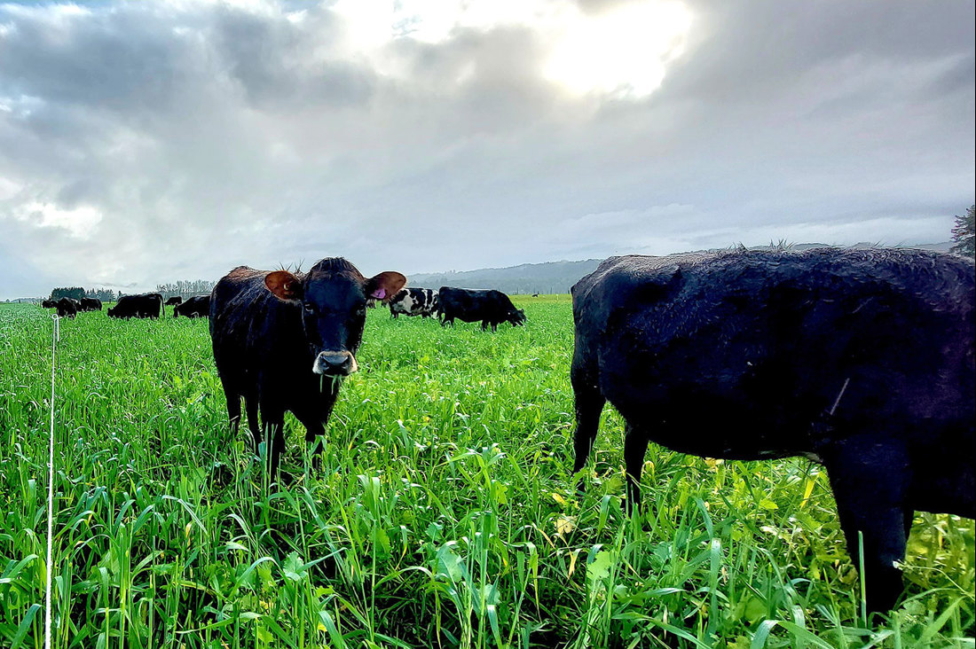 Yearlings On Winter Mixed Crop 2 May 2023 1500X1000
