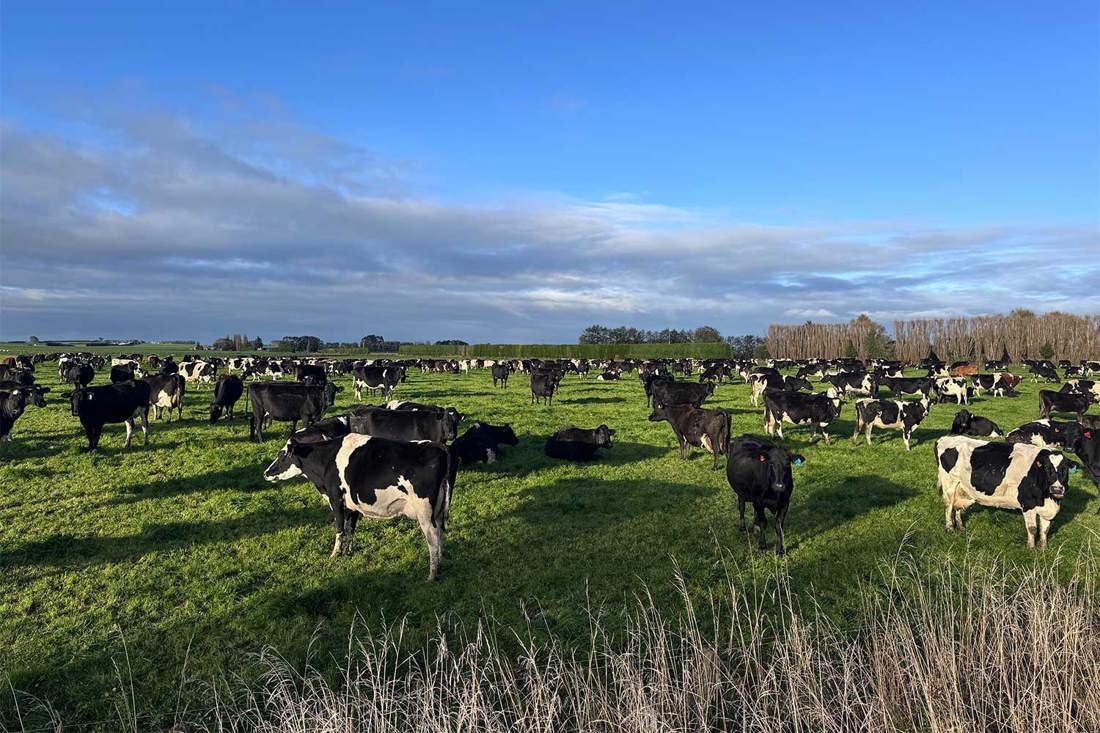 Driscoll Dairies Case Study Listing Image