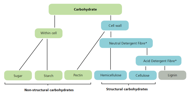 Types Of Carbohydrates Image