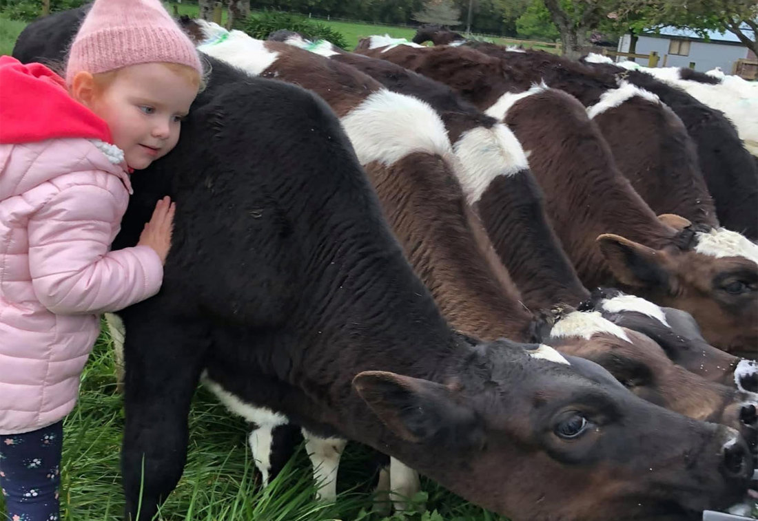 Inside Dairy More Milk Healthier Calves Stronger Heifers Listing Image