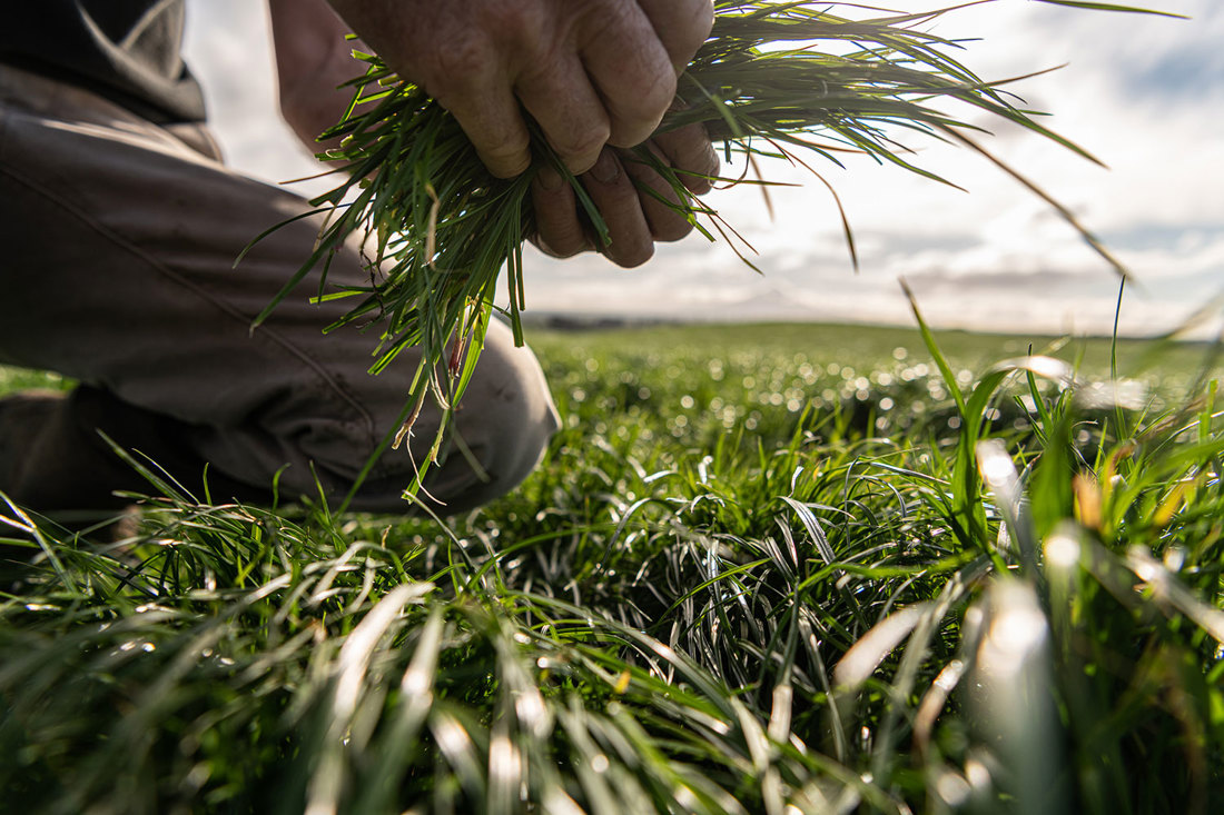A close up of a hand holding grazing crops in a paddock