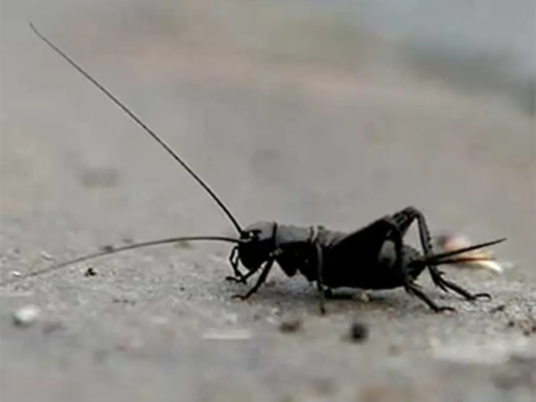 Black Field Cricket (1)