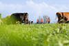A New Zealand dairy farm paddock with mixed breed cows and three farm workers in high vis.