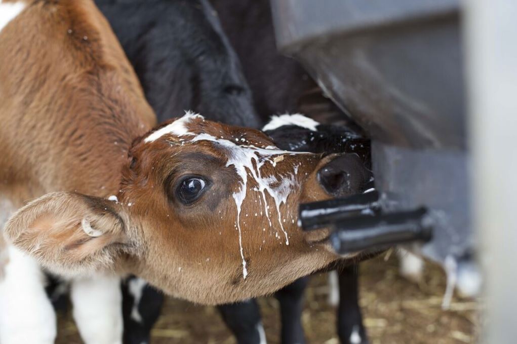 Young calves drinking milk from a calfeteria.