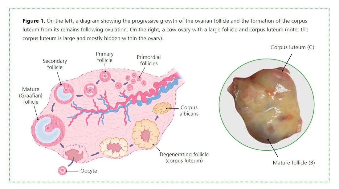Better Oocytes Figure 1